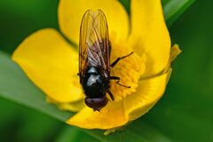 Cheilosia albitarsis