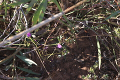 Drosera margaritacea