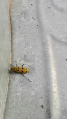 Chlorophorus glabromaculatus