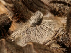 Ceratogyrus darlingi