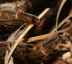 Ceratogyrus darlingi