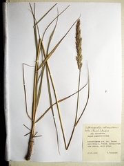 Calamagrostis extremiorientalis