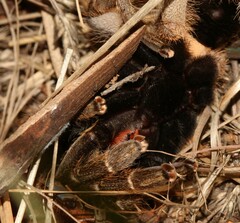 Ceratogyrus darlingi
