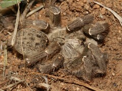 Ceratogyrus darlingi