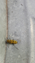 Chlorophorus glabromaculatus