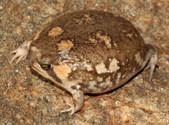 Breviceps