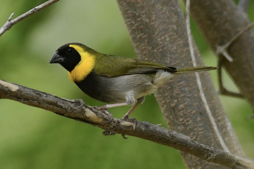 Cuban Grassquit photo