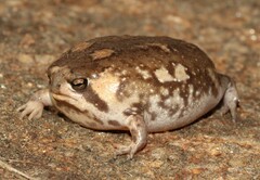 Breviceps