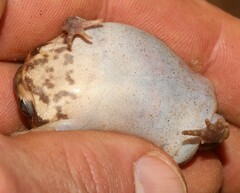 Breviceps