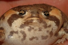 Breviceps