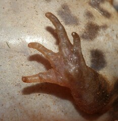 Breviceps