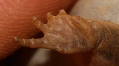 Breviceps