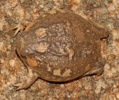 Breviceps