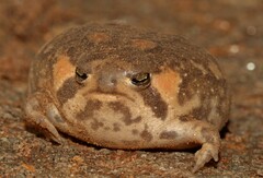 Breviceps
