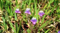 Cyanotis fasciculata