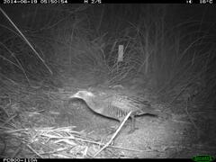 Gallirallus philippensis mellori