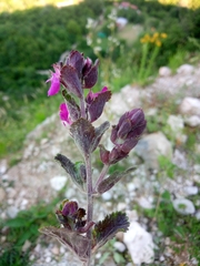Teucrium chamaedrys