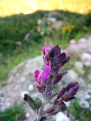 Teucrium chamaedrys