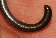 Leptotyphlops scutifrons