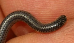 Leptotyphlops scutifrons