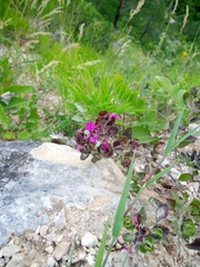 Teucrium chamaedrys