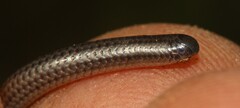 Leptotyphlops scutifrons