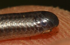Leptotyphlops scutifrons