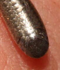 Leptotyphlops scutifrons