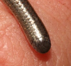 Leptotyphlops scutifrons
