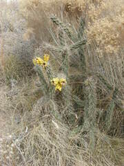 Cylindropuntia