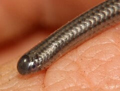 Leptotyphlops scutifrons