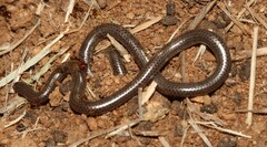 Leptotyphlops scutifrons