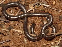 Leptotyphlops scutifrons