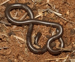 Leptotyphlops scutifrons