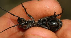 Cypholoba graphipteroides