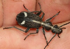 Cypholoba graphipteroides