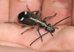 Cypholoba graphipteroides