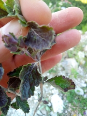 Teucrium chamaedrys