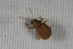Demotina modesta
