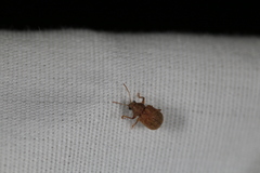 Demotina modesta
