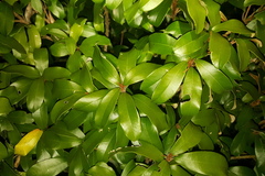 Englerophytum magalismontanum