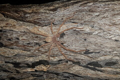 Neosparassus rutilus