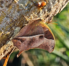 Charaxes varanes