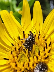 Oxythyrea funesta