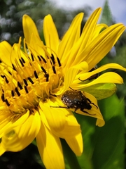 Oxythyrea funesta