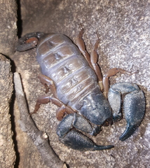 Opisthacanthus