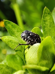 Oxythyrea funesta
