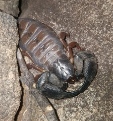 Opisthacanthus