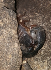 Opisthacanthus