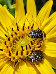 Oxythyrea funesta